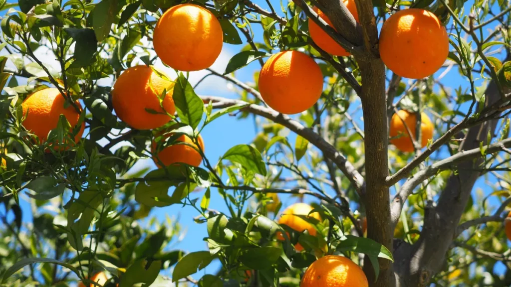 At Slater | Grant, our litigation strategies are tailored to the specific challenges facing agricultural operations. Unlike general business litigation, agriculture involves unique concerns such as seasonal cycles, crop rotations, land conservation, and perishable goods. Our Orlando agricultural dispute lawyers approach each case with a deep expertise in these sensitivities.