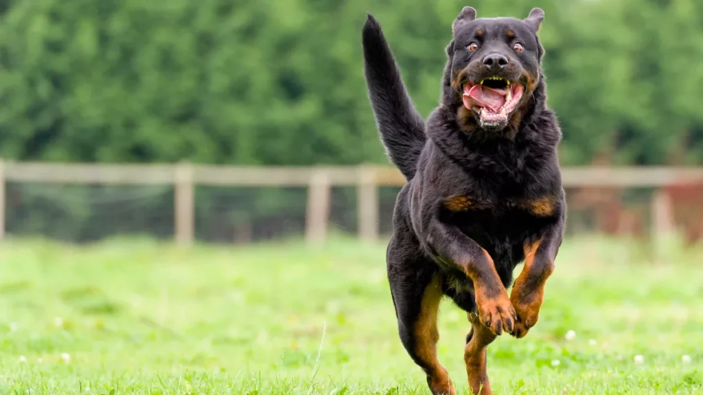 Unlike some states, Florida does not require the victim to prove negligence or the dog’s history of aggression. However, legal defenses may still be raised by the owner, including trespassing or provocation. That’s why having experienced Wesley Chapel dog bite lawyers is critical to your case.